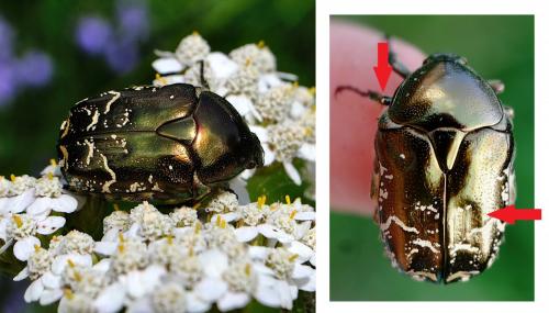 Réf. 287 215 : Potosia cuprea
